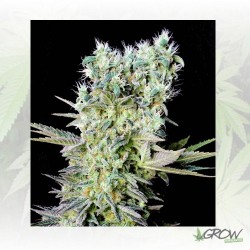 Northern Lights X Genehtik...