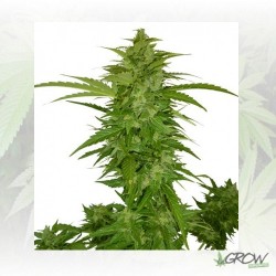 Critical Chiva Automaris -...