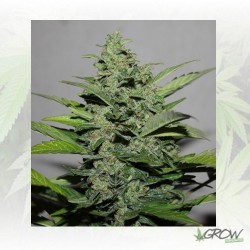 Calipso Automaris - 5 Seeds