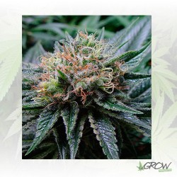 Bubblicious Resin Seeds - 3...