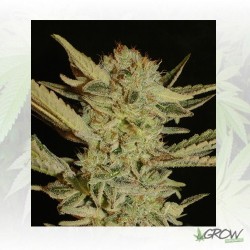 Bubble Gum Serious Seeds -...