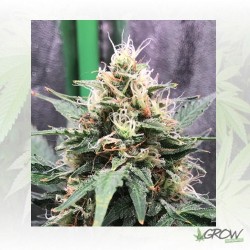 Amnesia Haze Auto Royal...