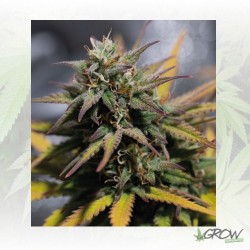 Stress Killer Auto CBD...