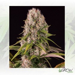 Diesel Dinafem - 5 Seeds