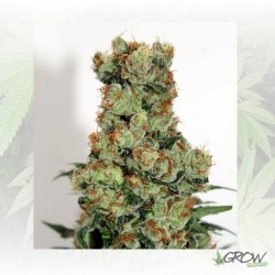 Ripper Badazz Ripper Seeds...