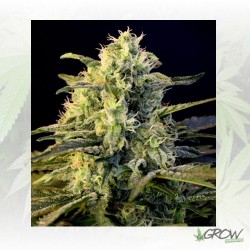 Guanabana Blim Burn Seeds -...
