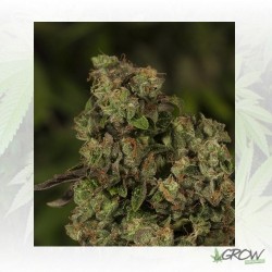 OG Reek'N Devil's Harvest...