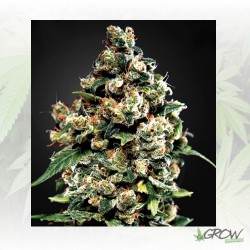 Jack Herer Green House...