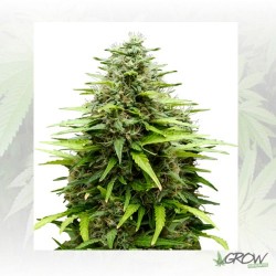 PolarLight 2 Auto Dutch...