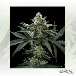 RoadRunner 2 Dinafem - 5 Seeds