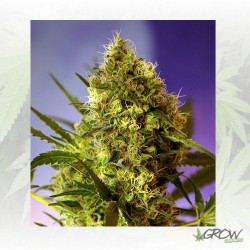 Big Devil 2 Auto® Sweet...