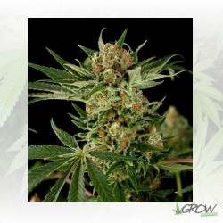 Cloud 9 Dinafem - 5 Seeds