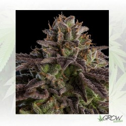 KmintZ Ripper Seeds - 5 Seeds