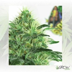 Sideral Ripper Seeds - 1 Seed 