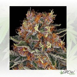 Purple Punch Barney's Farm...