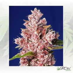 Tropicanna Poison F1 FV...