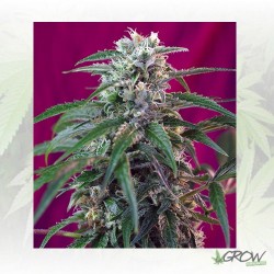 Green Poison Auto® Sweet...
