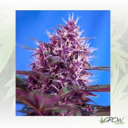 Red Poison Auto® Sweet...