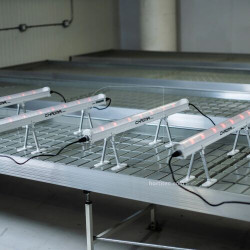 Under Canopy Chroma Lights...