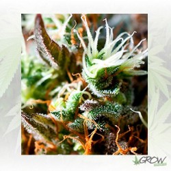 Lemon Ice 2.0 Ripper Seeds...