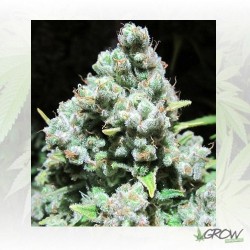 Malakoff Medical Seeds - 3...