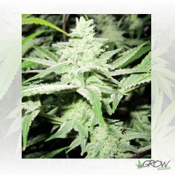 No Name Medical Seeds - 1 Seed