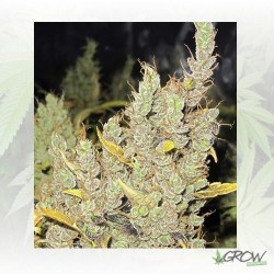 2046 Medical Seeds - 5 Seeds