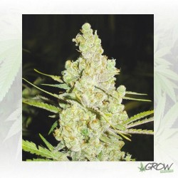 1024 Medical Seeds - 5 Seeds