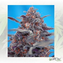 Devil Cream Auto® Sweet...