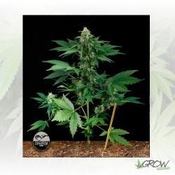 RoadRunner Dinafem - 3 Seeds