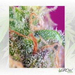 S.A.D. S1 Sweet Seeds - 3...