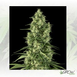 Santa Sativa Dinafem - 5 Seeds