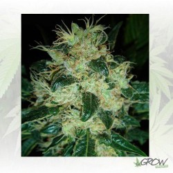 Sour P Resin Seeds - 3 Seeds
