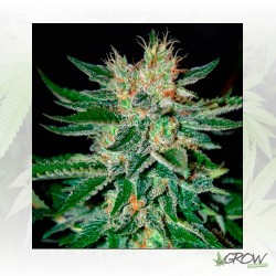 Sugar Black Rose Delicious...