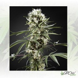 Super Lemon Haze Green...