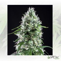 Super Silver Bilbo Genehtik...