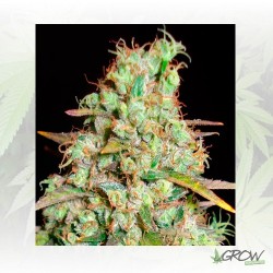 Critical Super Silver Haze...