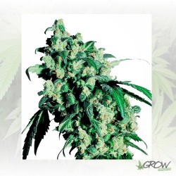 Super Skunk Regular Sensi...