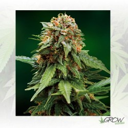 Tangerine Dream Barney's...