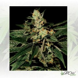 TrainWreck Green House...