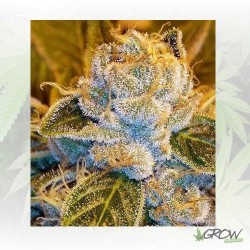 Sour Ripper Ripper Seeds -...