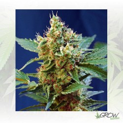Cream Mandarine XL Auto®...