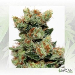 Fuel Og Ripper Seeds - 3 Seeds