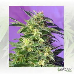 Killer Kush Auto Sweet...