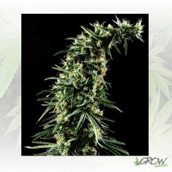 Hawaiian Snow Green House...