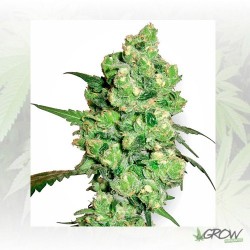 Super Skunk White Label - 3...
