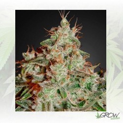 Lemon Skunk Green House...